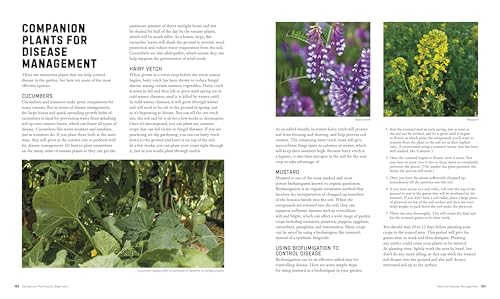 Companion Planting for Beginners: Pair Your Plants for a Bountiful, Chemical-Free Vegetable Garden - Image 5