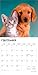Kittens & Puppies | 2026 12 x 24 Inch (Hanging) Monthly Square Wall Calendar | Foil Stamped Cover | Plastic-Free | BrownTrout | Animals Cute Cats Dogs