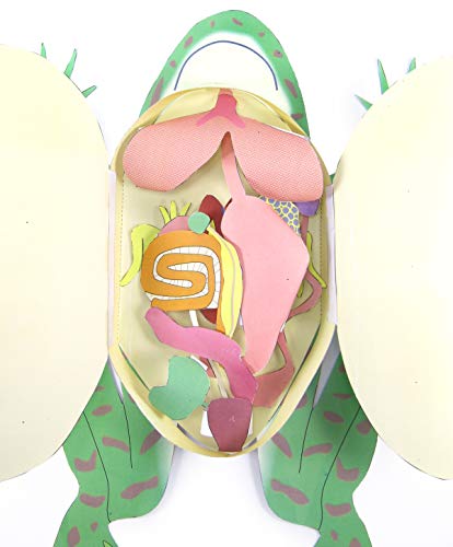 Image of NewPath Learning Frog Dissection 3-D Paper Model Making Kit, Set /5 Full-Color, Paper Model Templates & Teacher Guide (24-7722)