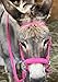 pony bitless bridle horse tack side pull hackamore hot pink