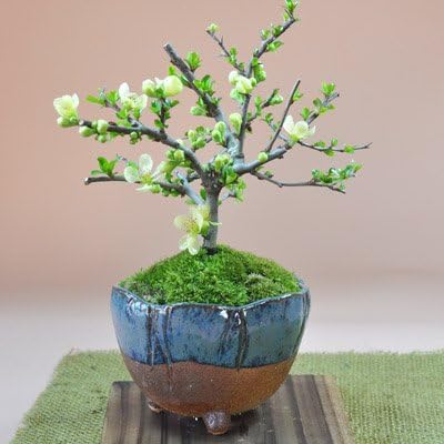 あっくん 真柏 盆栽 模様木 大品盆栽 樹高80cm Amazon | 盆栽妙 特選