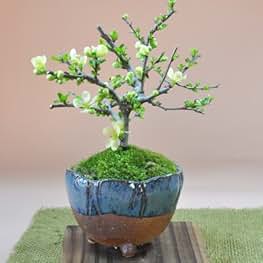 盆栽鉢　植木鉢　陶園芸　盆栽 盆栽鉢植木鉢陶芸園芸盆栽