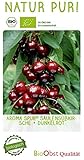 tren bioceanico chile brasil argentina  Cereza de pipa ecológica \'Aroma Spur rojo oscuro\' encerada en maceta de 7,5 L aprox. 150 cm.