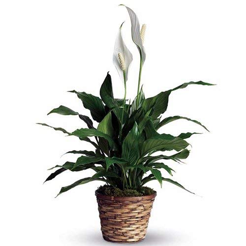 Sapna Nursery Peace Lily Air Purifying Plant Good Luck Peace Lily