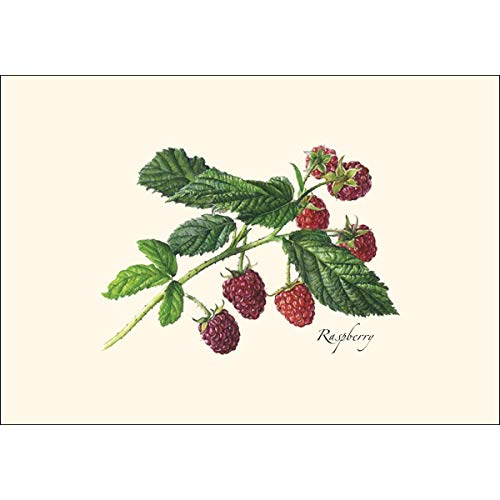 Image of Earth Sky + Water - Berry Assortment II Notecard Set - 8 Blank Cards with Envelopes (4 each of 2 styles)