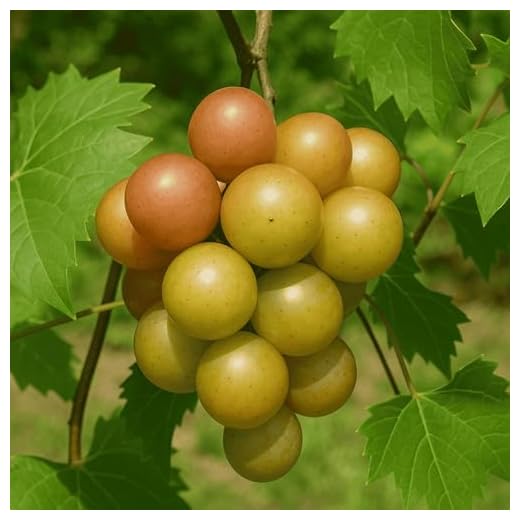 Late Fry Muscadine Grape Vine Plant