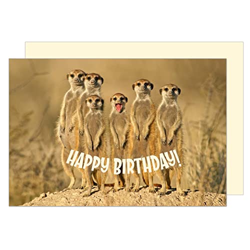 Edition Seidel G3423 SW023 Carte d'anniversaire de qualité supérieure avec enveloppe - Carte de vœux pour homme et femme - Carte animale suricate - Humour drôle Cover