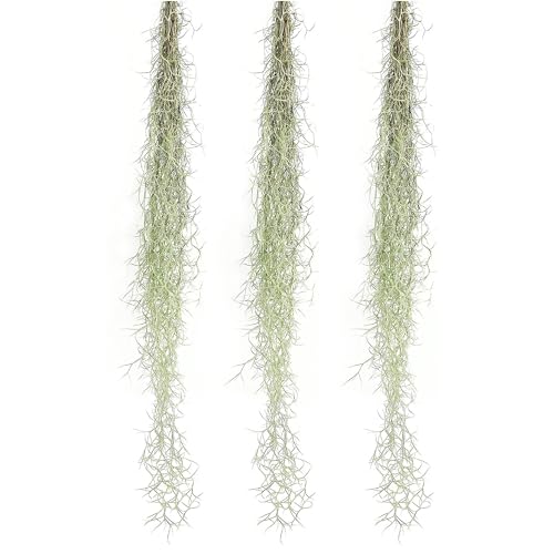 ragnaroc Tillandsia Usneoides ‘Thick-Colombian Spanish Moss’ - ragnaroc Indoor Tropical Plant 16” / 3 oz - Live Arrival Guaranteed - Live Air Plant & House Plants for Home Decor & Gift