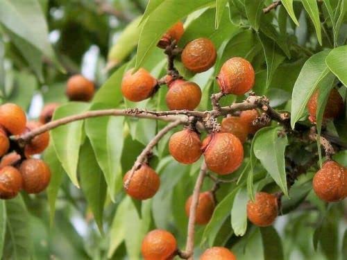 See full amazon price history chart for Soapnut Plant/Box nut plant live fruits plant hybrid perfect for garden/Rooftop/balcony and temple ...(Ayaan global plants) Soapnut Plant/Box nut plant live fruits plant hybrid perfect for garden/Rooftop/balcony and temple ...(Ayaan global plants) (B0D21T93Z6) Amazon Price History, Amazon Price Tracker