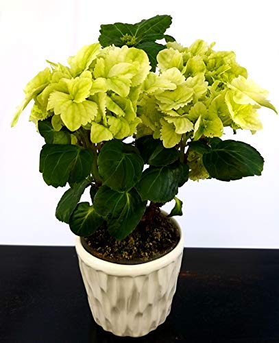 POWERS TO FLOWERS - ORTENSIA BIANCO-VERDE IN VASO CERAMICA BIANCO CON SPATOLATURA IN RILIEVO, pianta vera