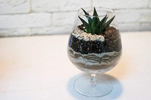 Portal Cool 100Pcs Haworthia Fasciata Aloe Vera Bonsai Bonsai Mini Bonsai Lithop flower seed Pot - Afbeelding 4