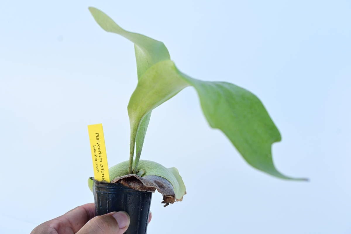 Amazon.co.jp: P.bifurucatum 'White'③ @bikamori.com ビフルホワイト