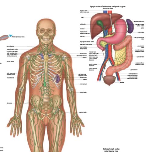 Anatomy Lab Human Lymphatic System Anatomy Poster, LAMINATED, Anatomy and Physiology, 17.3 x 22.5 Inches, Body System Diagram, Anatomical Chart for Education Learning and Students