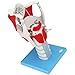 TKer 3X Modèle Anatomique du Larynx, Modèle d'anatomie médicale Humaine pour l'éducation médicale Aide à la Formation Outil pédagogique Jouets