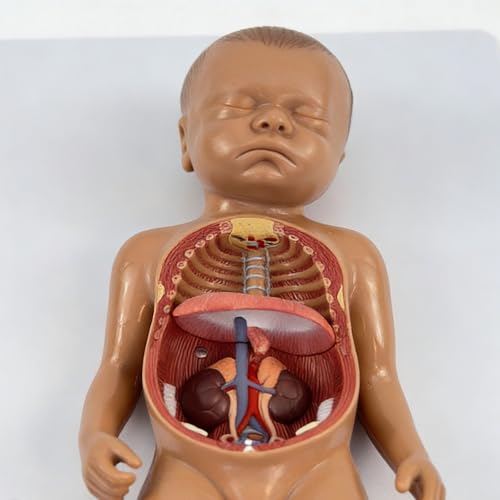 Modèle anatomique du fœtus pour dynamiser les cours de sciences en salle de classe - 5