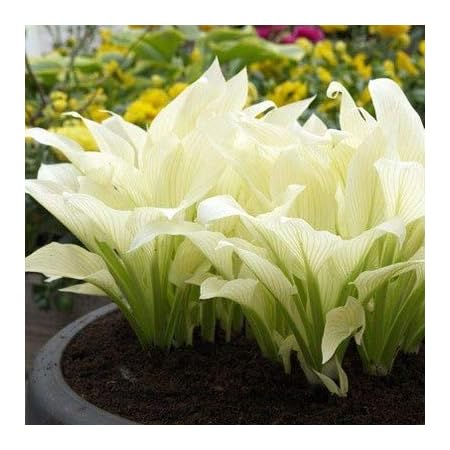 50 Hosta-Samen Schwarz-pink - Einfach Anzubauen