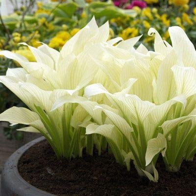 50 pezzi Bella perenne Semi Hosta Fire And Ice Ombra copertura vegetale pizzo fondo bianco attraente farfalla Illumina il tuo giardino 3
