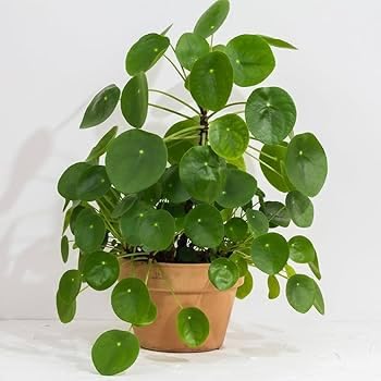 Image of Lucky Coin Chinese Money Plant, Green Indoor Houseplant with Air Purifying Benefits, 15cm Potted Plant for Home Office Decor A.