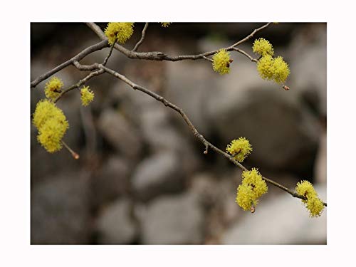 Japanese Spicebush, Lindera obtusiloba, Hardy Flowering deciduous Shrub, Rarely Offered, Great for UK Climate, 10cm Plant in an 8cm Pot