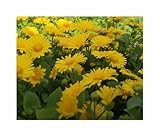 Seeds & Plants Shop by Ipsa