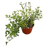 Goldfish Plant – Live Nematanthus Gregarius in 6-Inch Pot – Easy Care Indoor Hanging Houseplant with Bright Orange Blooms – Pet Safe & Low Maintenance