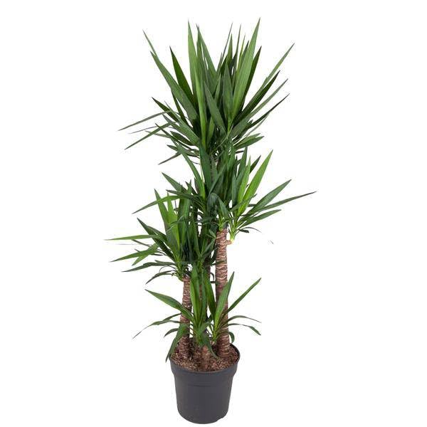 Yucca Elephantipe - 180 cm - Ø 34