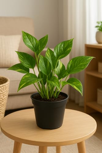 Fresh Money Plant – Small Live Indoor Plant for Home Office Feng Shui Lucky Plant for Wealth, Prosperity Positive Energy Easy Care Low Maintenance