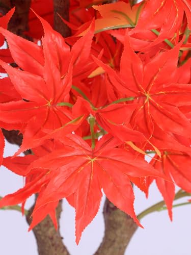Image of ARICK DECOR 6Ft Artificial Japanese Maple Tree in Pot, Realistic Faux Autumn Orange Maple Plant, Peacock Shaped Large Floor Decor for Home, Office & Balcony