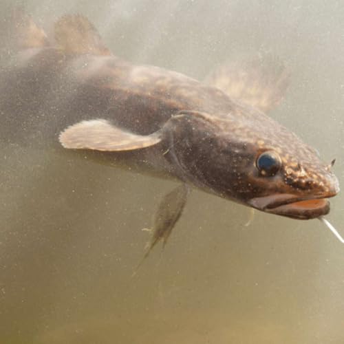 De mysterieuze kwabaal