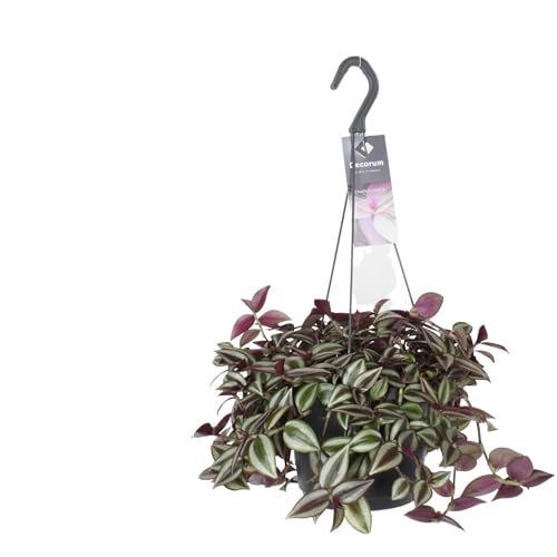 Tradescantia Zebrina Purpusii - 30cm - Ø17cm - Plante d'intérieur - Vert persistant