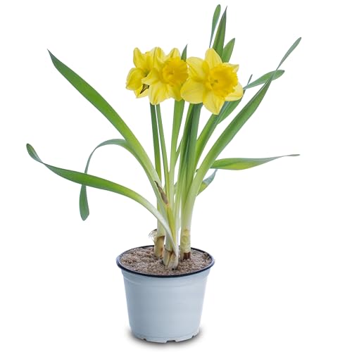 Bulbo de Narciso Natural Agrega Color a tu Jardín en Invierno