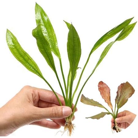 Amazon 水草 アマゾンソード 2株 ビギナー向けおまかせ赤系エキノドルス 1株 北海道航空便要保温 Charm チャーム 生体水草 通販 Amazon 水草 アマゾンソード 2株 ビギナー向けおまかせ赤系エキノドルス 1株 北海道航空便要保温 Charm チャーム 生体水草 通販