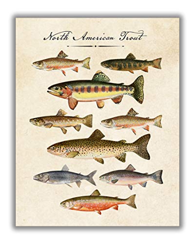 Vintage North American Trout Fish No.11 Wall Art Print - 11x14 UNFRAMED Antique Decor Print. Makes a Great Gift for Fishing Enthusiasts.