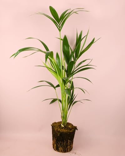 PUR PLANT Kentia (Howea Forsteriana) | Palmera Natural Elegante | Planta Apta Para Interior y Exterior en Climas Suaves | maceta de Ø17 cm