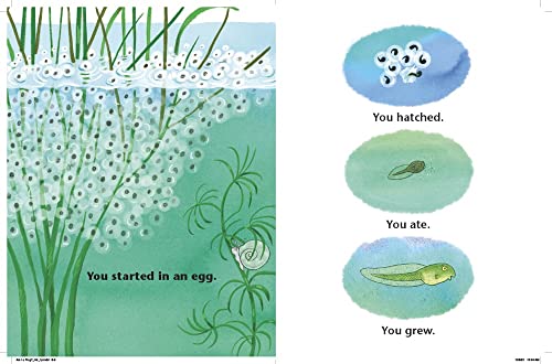 Am I a Frog? (I Like to Read) - Image 2