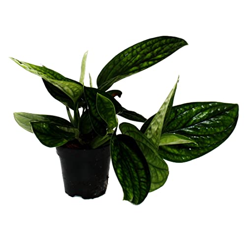 Exotenherz Epipremnum pinnatum Marble Planet - grüne Struktur-Efeutute - 12cm Topf