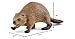 Schleich Wild Life, North American Woodland Wild Animal Toys for Kids, Beaver Toy Figurine