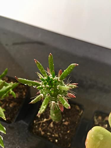 Tris di piante grasse e succulente: Crassula Ovata, Tetragona e Opuntia Subulata - coltivazione bio - età 2 anni - Image 7