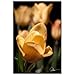 Trademark Fine Art 24 in. x 16 in. Tulips Blooms VIII Canvas Art