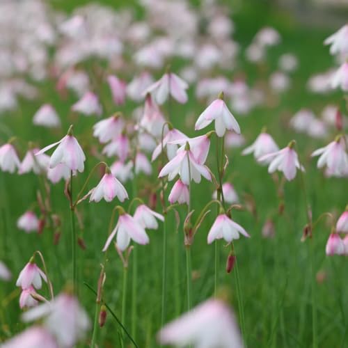 Comprar bulbos cerezas de marzo - decorativas, reales Cebolla copo nieve marzo decoración primavera silvestres verano, 20pcs