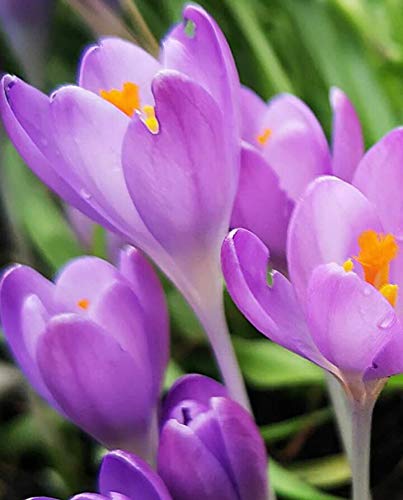 Radha Krishna Agriculture® Crocus Saffron Blue Pretty & Aromatic Flower Bulb | Pack of 1 Bulbs for Gardening. (B08GG93JD3) Amazon Price History, Amazon Price Tracker
