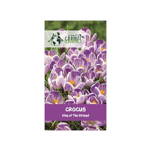 5 Bulbes de Crocus Printanier 'King of the Striped' – Grandes Fleurs Striées, Blanc et Mauve Violet