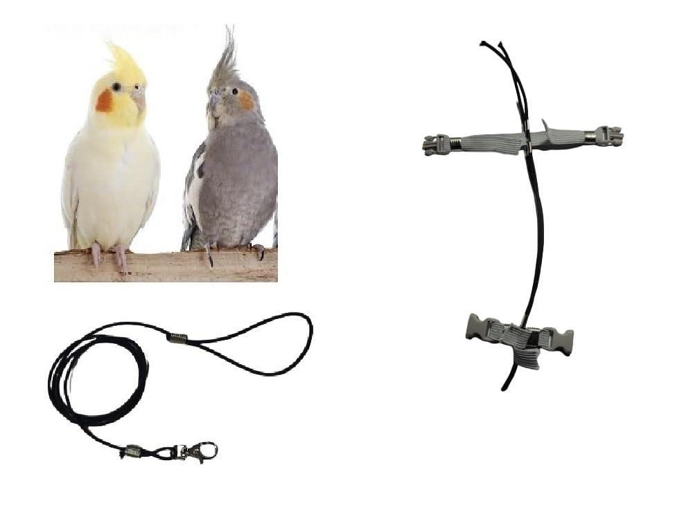 Corde élastique pour calopsite 3mm noire | Harnais réglable pour oiseau avec amulette