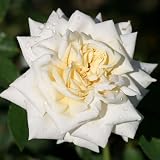 Heirloom Climbing Roses, Live Own Root Plant for Outdoor Garden, White Cap, Very Fragrant, Hardiness Zones 5-10, Repeat Blooming