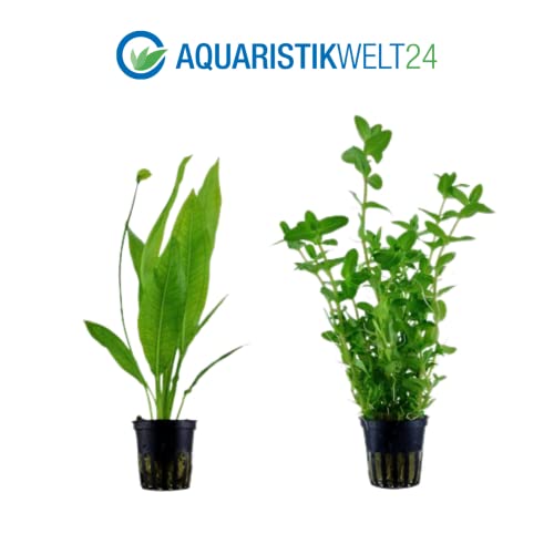 AquaOne Aquarium Pflanzen I 5X Wasserpflanzen I Hintergrund Aquarienpflanzen I Ludwigia Echinodorus Bacopa Hygrophila Vallisneria I Set mit 5 Hintergrundpflanzen - Image 5