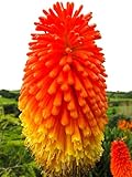 Seeds Kniphofia Red Poker 80 Seeds for Planting Torch Lily Poker Plant Tall Perennial Plant Non-GMO