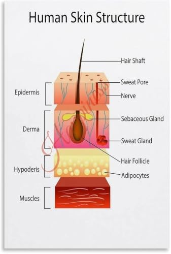 Skin Cell Structure Poster Canvas Wall Decor | From stratum corneum to basement membrane clearly shown(Unframed,12x18inch(30x45c