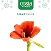 Costa Farms Amaryllis Live Plant in Bulb, Easy to Maintain Flowering Indoor Houseplant, Perfect for Christmas, Holiday Room Decor, Great House Warming or Birthday Gift #2