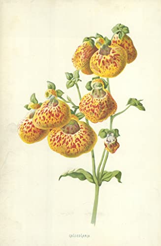 Lienzo calceolaria de 60x90cm, decoración botánica de Frederick Hulme para salones elegantes