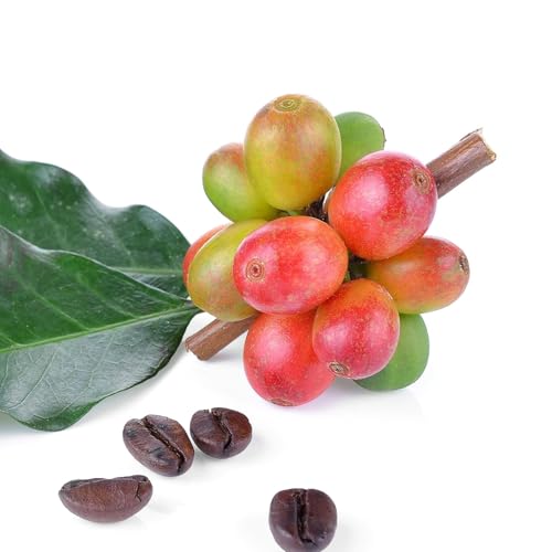 Bmore Spicy Coffee Arabica Tree...